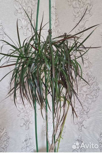 Пальма драцена