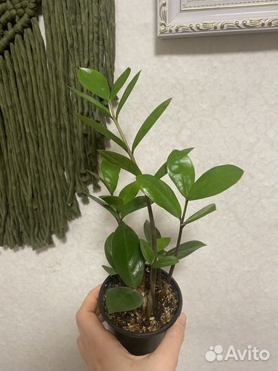 Комнатные цветы пилея