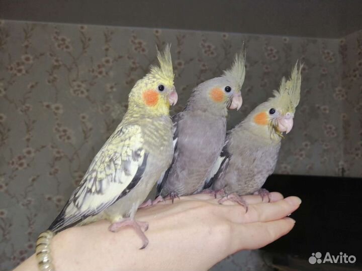 Попугай корелла птенец