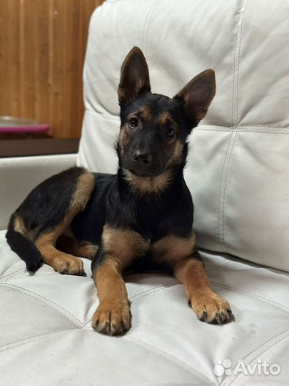 Щенок в добрые руки