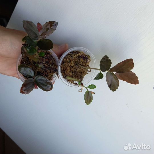 Пеллиония Даво