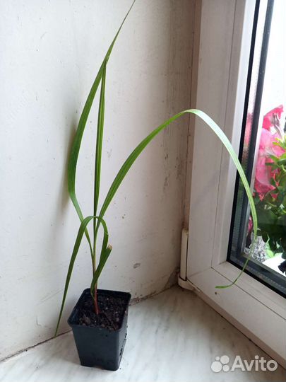 Пальмы хамедорея и вашингтония