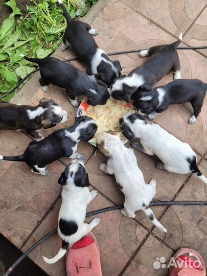 В добрые руки