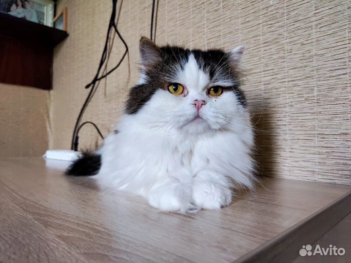 Котики бесплатно в добрые руки