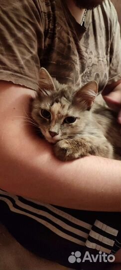 Кошка для одинокого человека