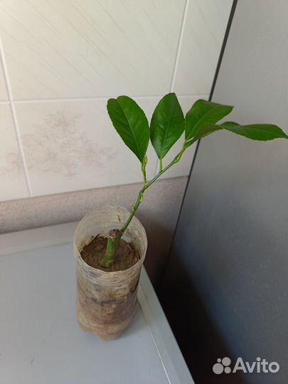 Лимон Мейера