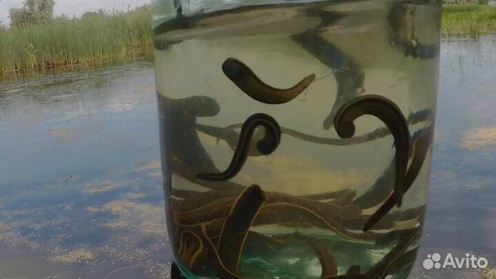 Пиявки для рыбалки