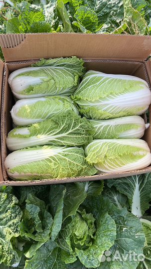 Пекинская капуста