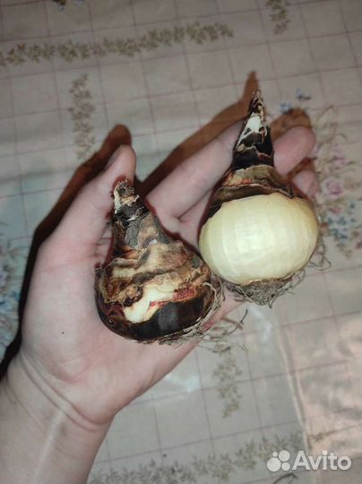 Лилия Тамплиеров