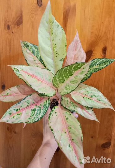 Сортовые аглаонемы