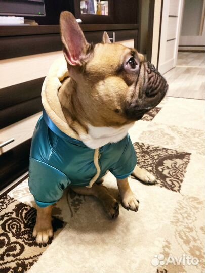 Куртка зимняя для собаки