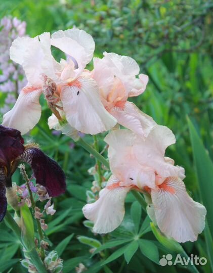 Ирисы сортовые