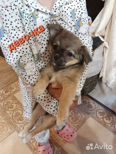 Щенки чихуахуа