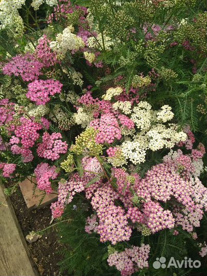 Многолетники