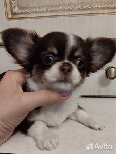 Девочка Чихуахуа