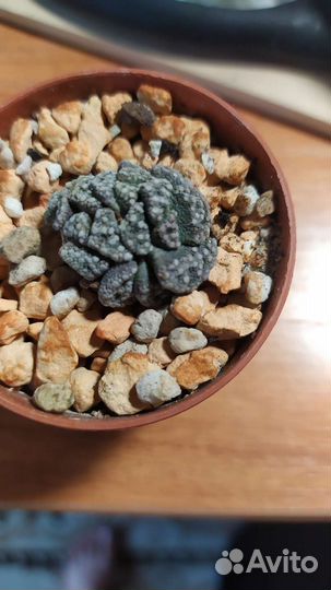 Суккуленты коллекционные