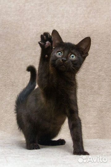 Черный котенок мальчик в дар