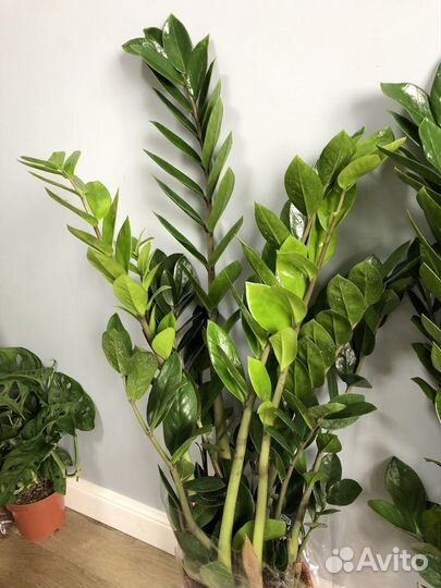 Замиокулькас Замиелистный 80-90 см