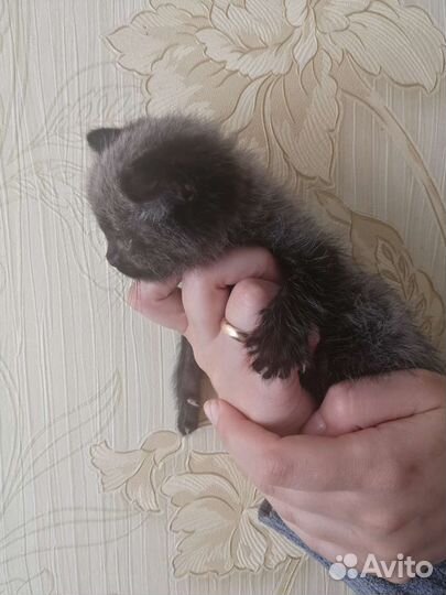 Кошка в дар бесплатно