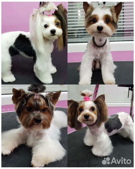 Стрижка собак и кошек Груминг Грумер