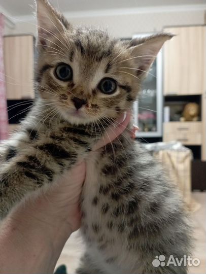 Маленький Мурзик