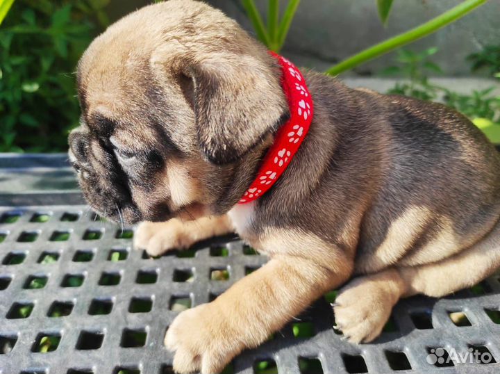 Щенки француского бульдога