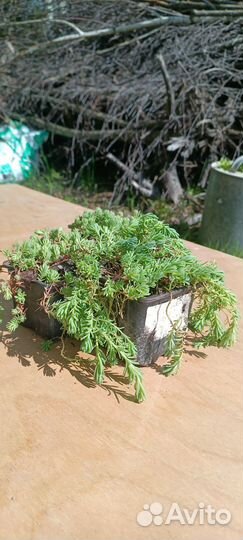 Очиток испанский