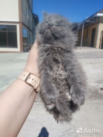 Котенок, девочка