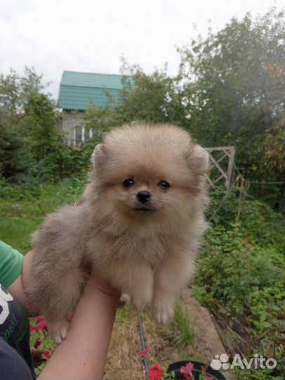 Мини мальчик