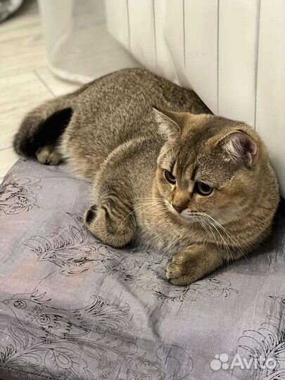 Шотландская кошка вязка