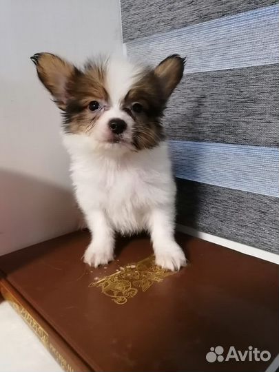 Папийон щенки