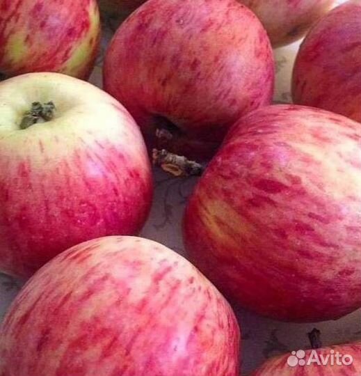 Саженцы яблони Штрейфлинг