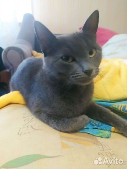 Котята бесплатно