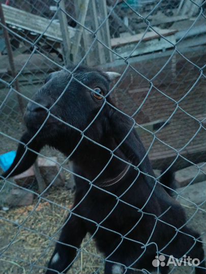 Нубийский козлик