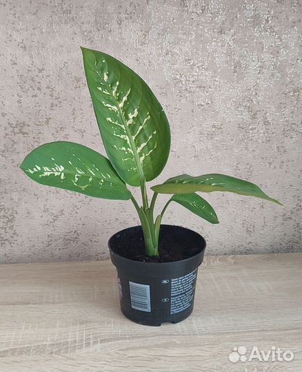 Диффенбахия