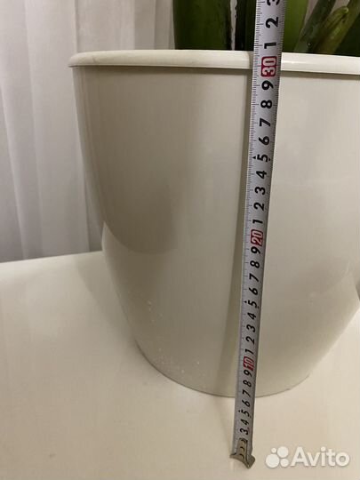 Замиокулькас 120 см