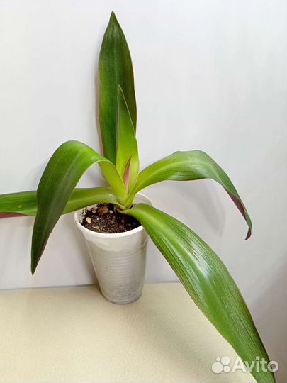 Традесканции