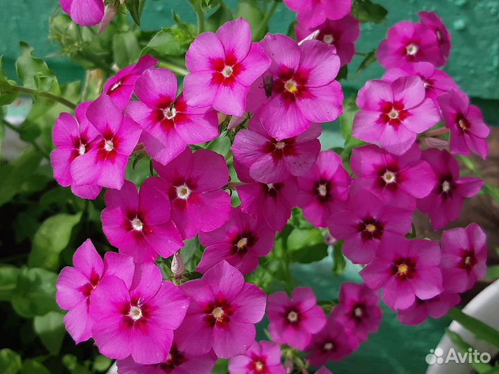 Цветочные букеты