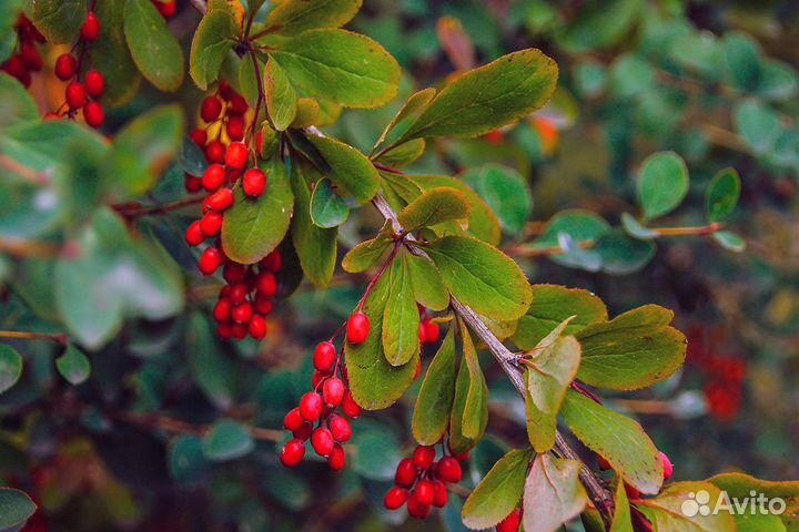 Барбарис обыкновенный