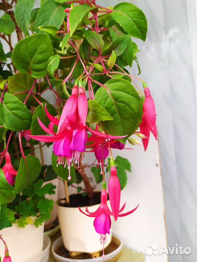 Комнатные цветы фуксия