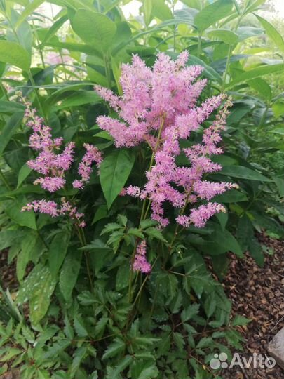 Астильба, саженцы