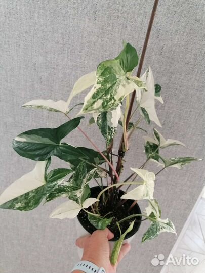 Сингониум imperial wait