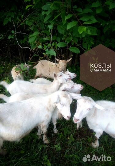 Зааненские козы