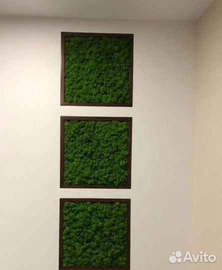 Стабилизированный мох ягель, пласт, кочка