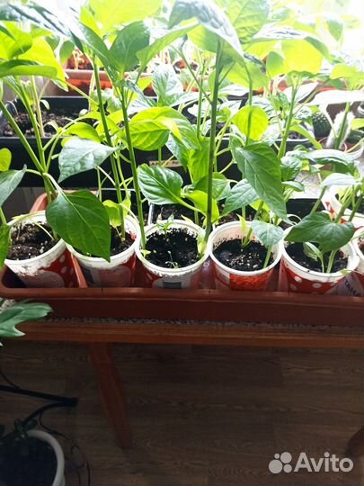 Перец сладкий Красный бык