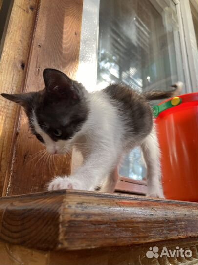 Котёнок девочка в добрые руки