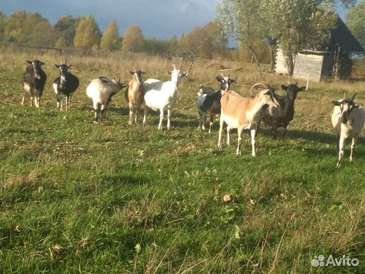 Козы дойные