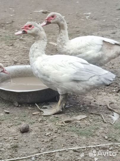 Лавандовые утки