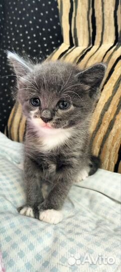 Кошки в добрые руки бесплатно