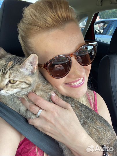 Котоняня, кетситер, зооняня